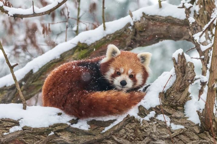 5 datos sobre el panda rojo 5 -