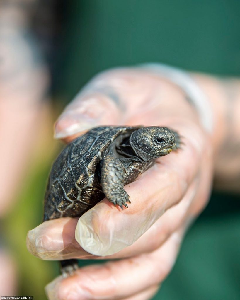 Por primera vez nacen un par de crías de tortugas gigantes de Galápagos en un zoológico británico. 4 -