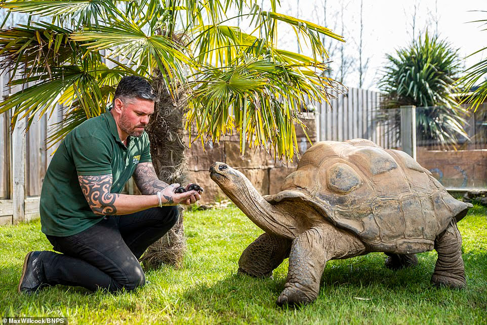 Por primera vez nacen un par de crías de tortugas gigantes de Galápagos en un zoológico británico. 1 -