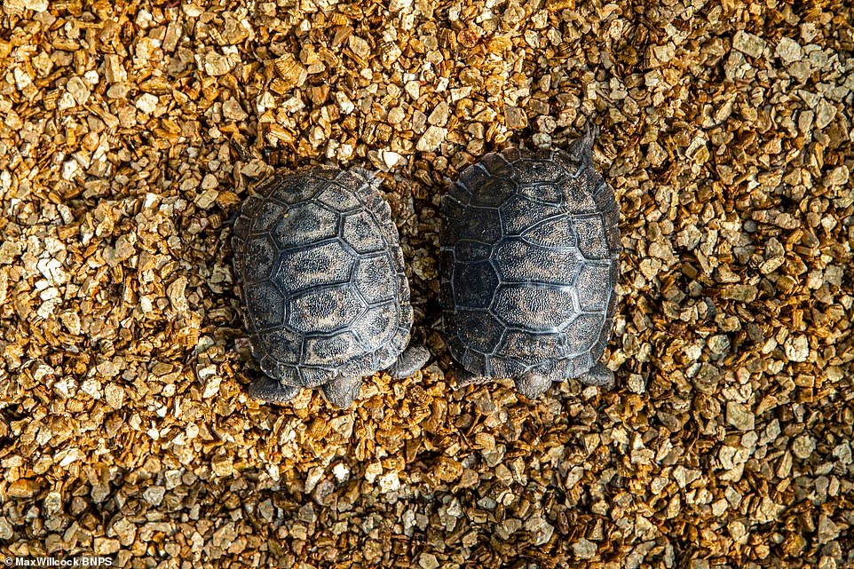 Por primera vez nacen un par de crías de tortugas gigantes de Galápagos en un zoológico británico. 3 -