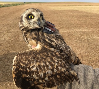 Una lechuza sobrevoló la guerra en Ucrania, como parte de una investigación contra una peligrosa bacteria. 1 -