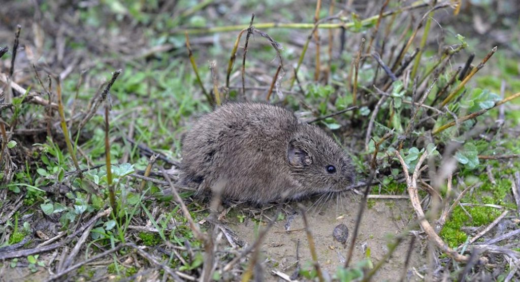 Una lechuza sobrevoló la guerra en Ucrania, como parte de una investigación contra una peligrosa bacteria. 2 -