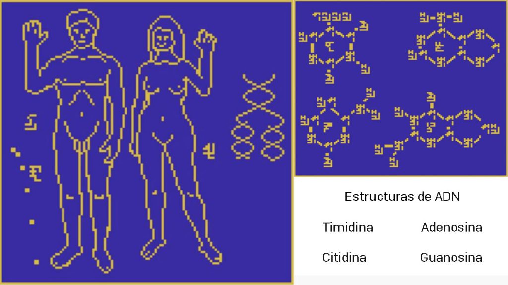 Parte del nuevo mensaje para los extraterrestres que incluye el ADN humano.
