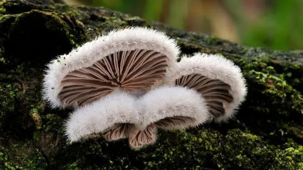 Los hongos tienen un lenguaje para comunicarse similar al habla humana según los científicos 1 -