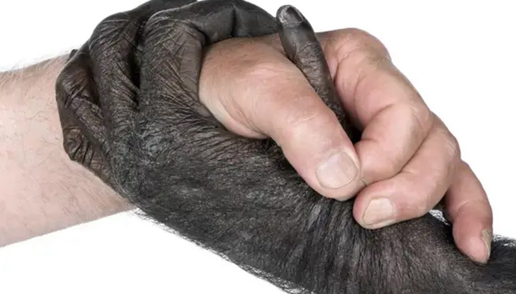 vestigios - vestigios