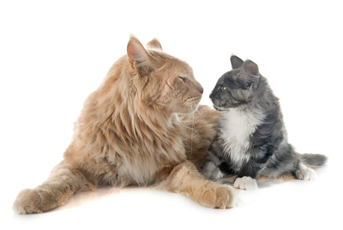 7 Récords Guinness descontinuados 4 -