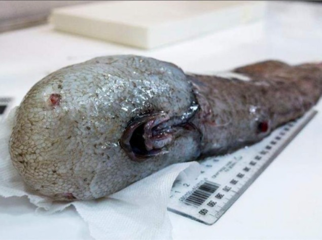 Criaturas muy reales que parecen tener un trozo de ADN extraterrestre 4 criaturas - criaturas