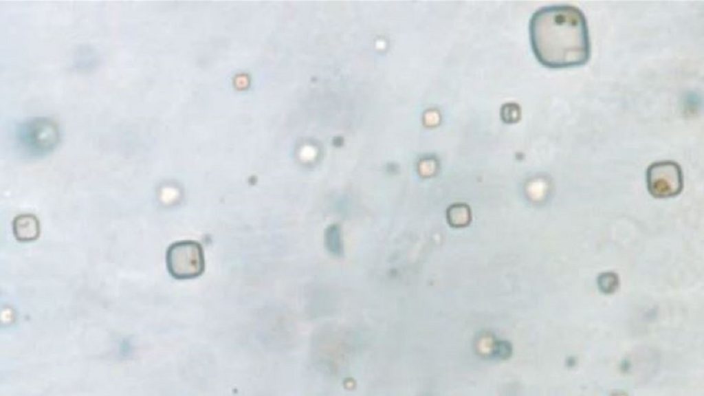 Científicos descubren organismos de casi mil millones de años, posiblemente vivos 1 -