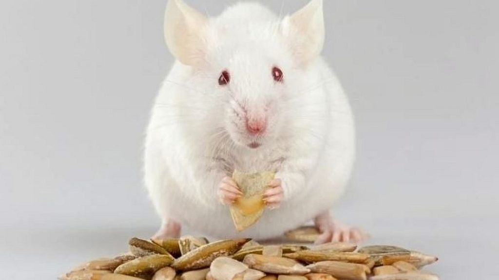 Identifican una hormona en ratones que puede ayudar a aumentar la esperanza de vida 1 -