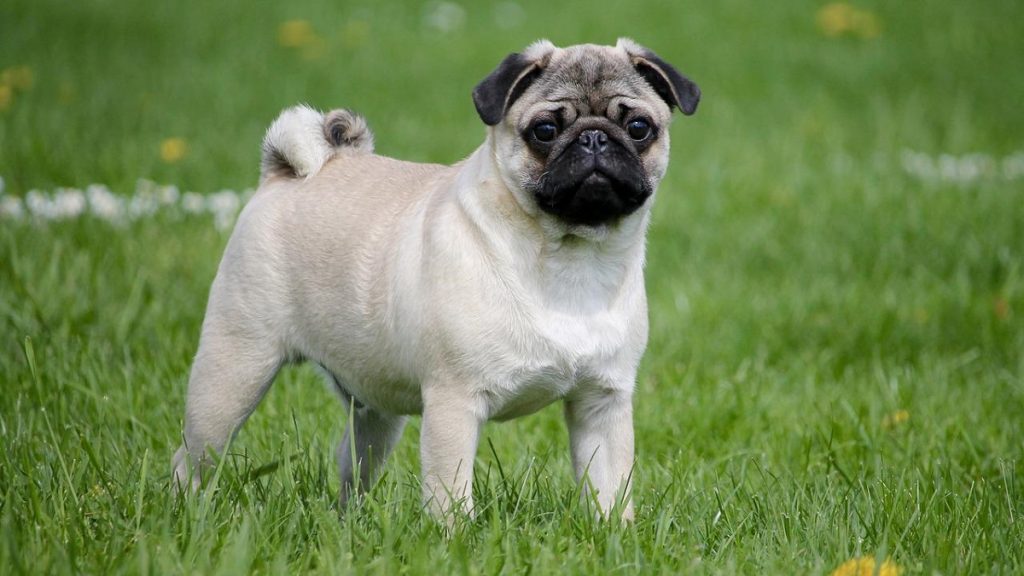 Los pugs no pueden considerarse "un perro típico" debido a problemas de salud graves 1 -