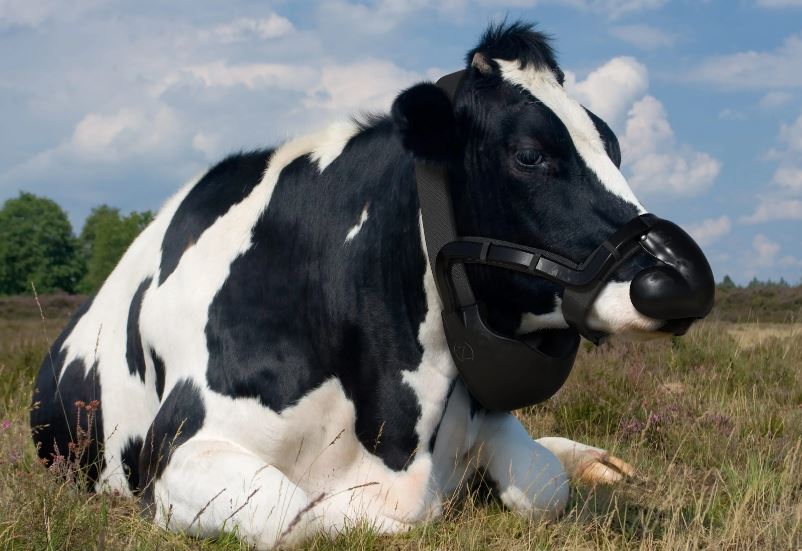 Mascara para vacas que atrapa eructos reduciendo las emisiones de metano gana el premio Prince Charles 1 -