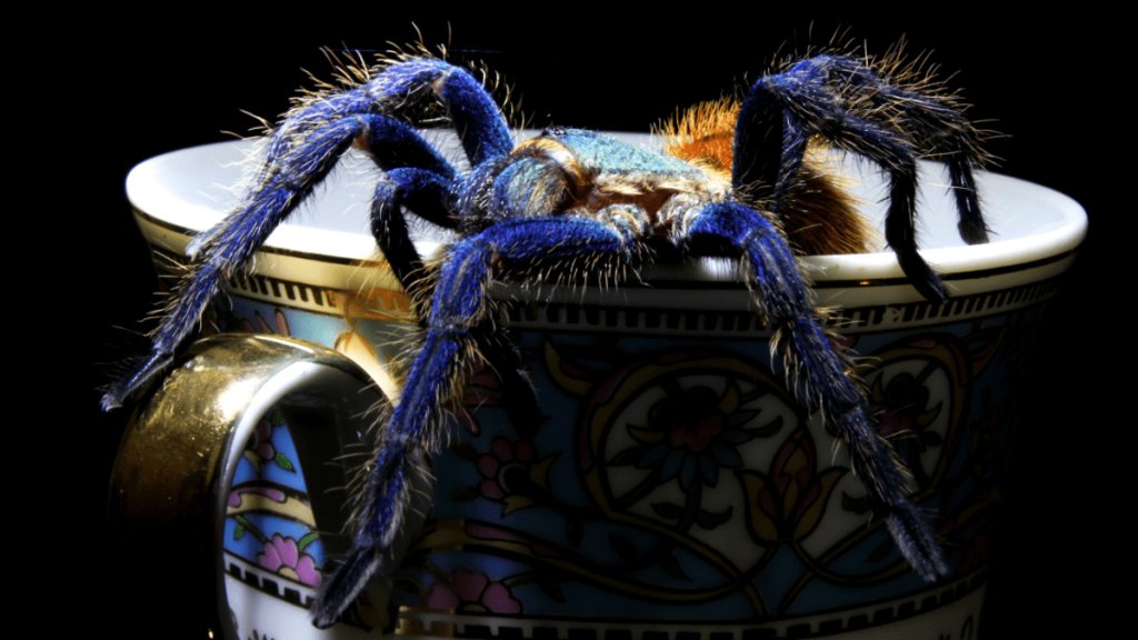 Descubren ADN de insectos nadando en muestras de té 1 -