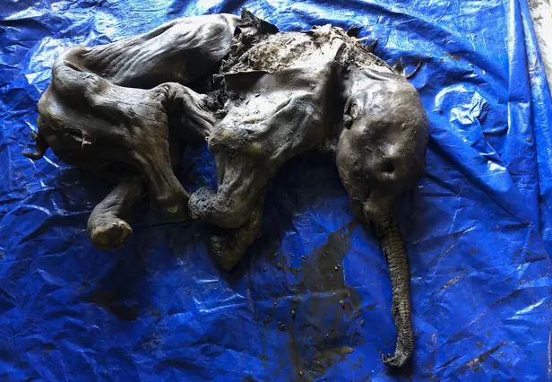 Descubren raro mamut lanudo bebé momificado 1 -