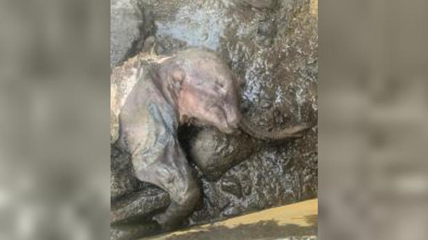 Descubren raro mamut lanudo bebé momificado 2 -