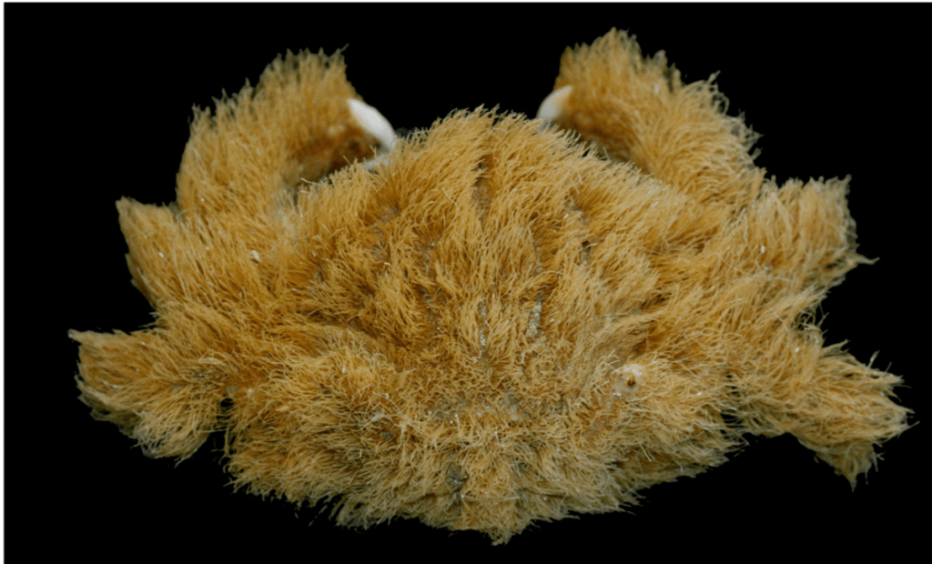 Descubren nueva especie de cangrejo esponja que utiliza esponjas marinas vivas de sombrero 3 -