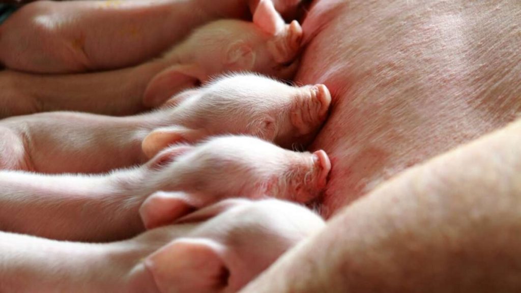 Robots impulsados por IA ahora están clonando cerdos sin intervención humana 1 -