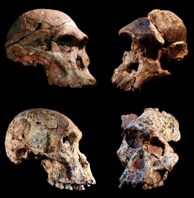 Fósiles de la "cuna de la humanidad" son 1 millón de años mas antiguos de lo estimado 2 -