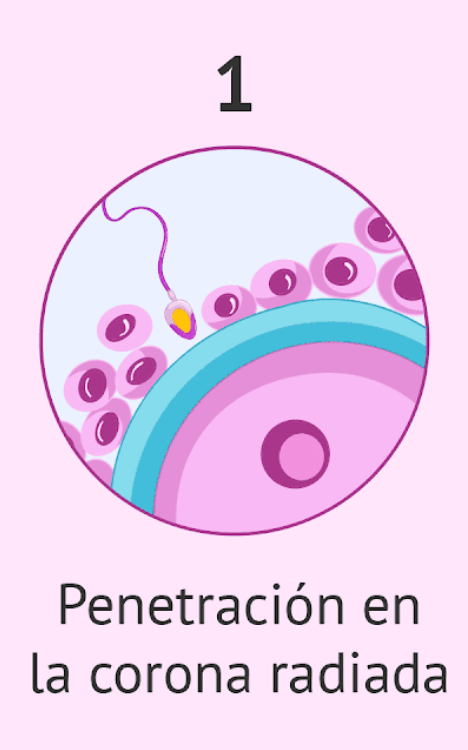 fecundación - fecundación