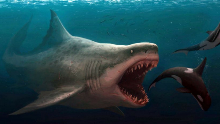 Megalodón comió lo que quiso, incluso otros depredadores 1 megalodon - megalodon