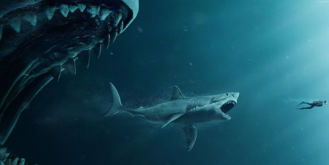 Megalodón comió lo que quiso, incluso otros depredadores 3 megalodon - megalodon