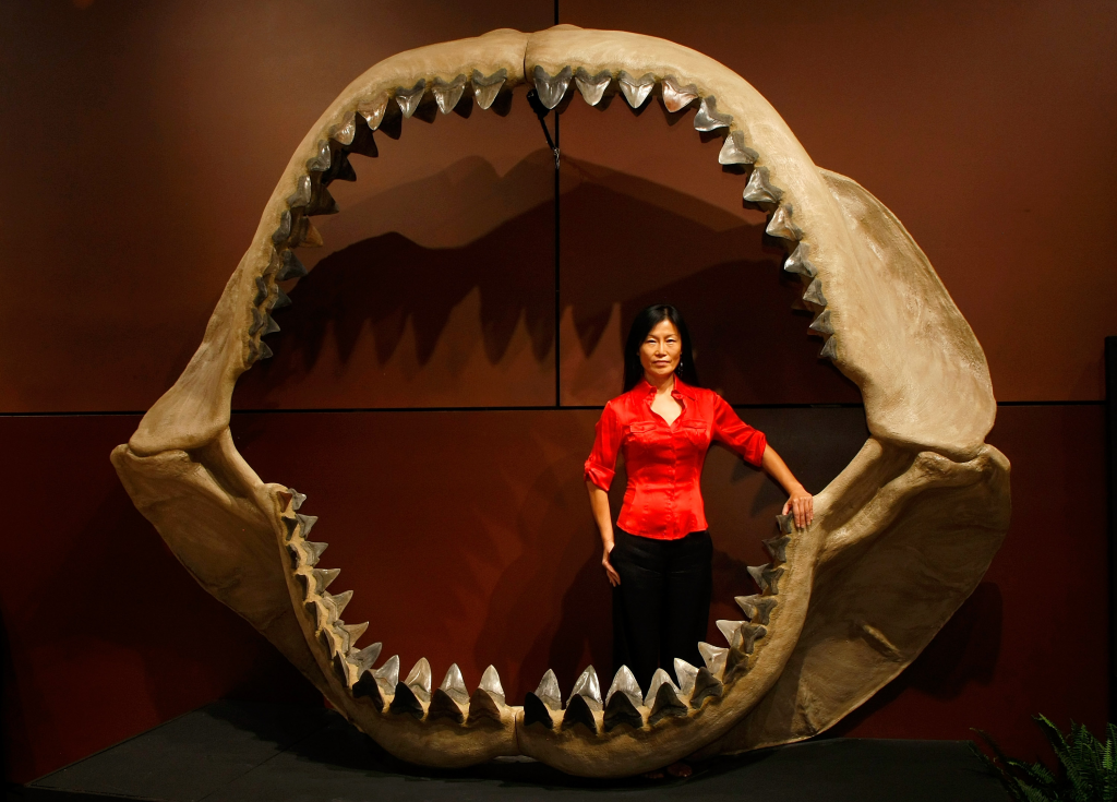 Megalodón comió lo que quiso, incluso otros depredadores 4 megalodon - megalodon
