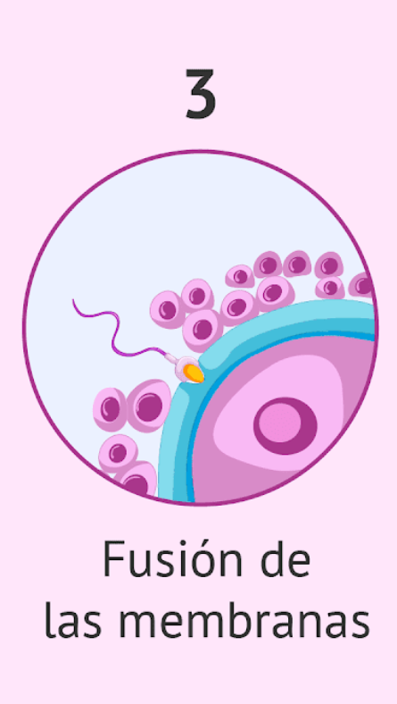 fecundación - fecundación