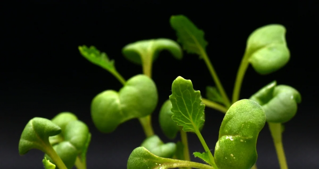 Científicos logran producir alimentos sin la necesidad del Sol gracias a la fotosíntesis artificial 2 fotosintesis - fotosintesis