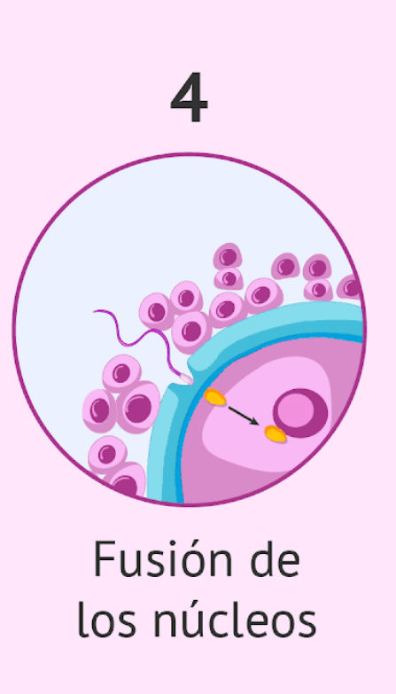 fecundación - fecundación