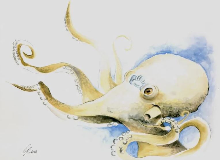 Investigación revela que los cerebros humanos y de los pulpos son mas similares de lo esperado 2 -