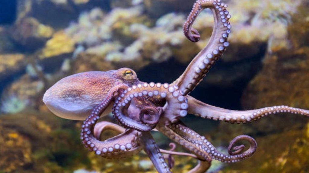 Investigación revela que los cerebros humanos y de los pulpos son mas similares de lo esperado 1 -