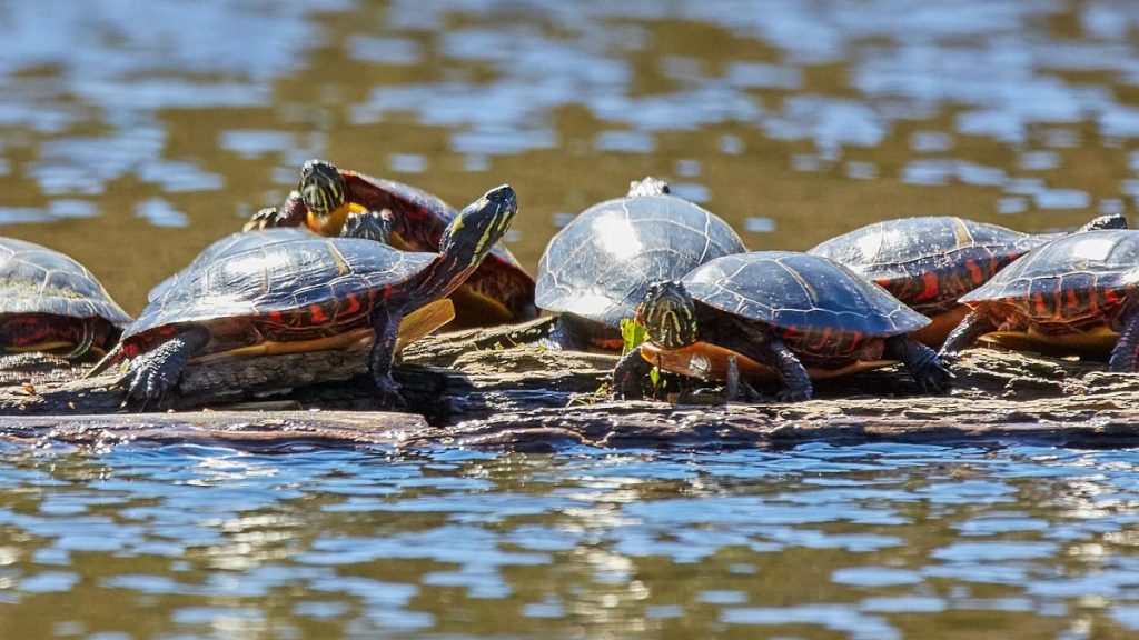 Revelan los secretos del envejecimiento de reptiles y anfibios 1 -