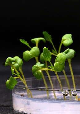 Nuevo método de fotosíntesis artificial cultiva alimentos sin luz solar 2 cultiva alimentos sin luz solar - cultiva alimentos sin luz solar