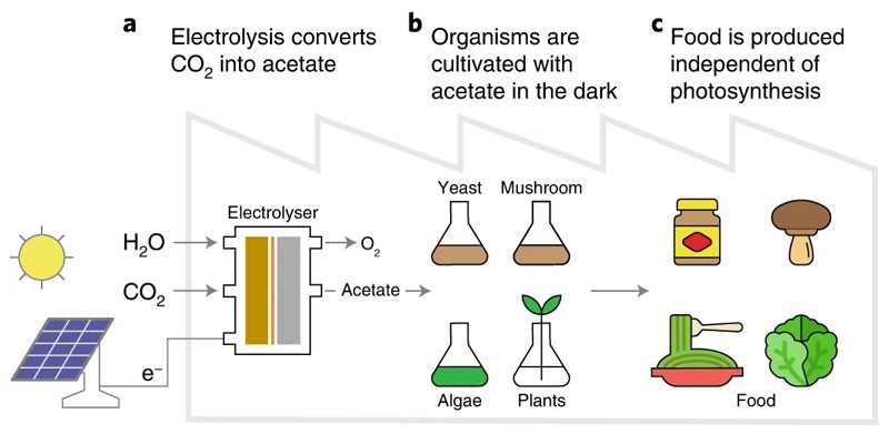 Nuevo método de fotosíntesis artificial cultiva alimentos sin luz solar 1 cultiva alimentos sin luz solar - cultiva alimentos sin luz solar