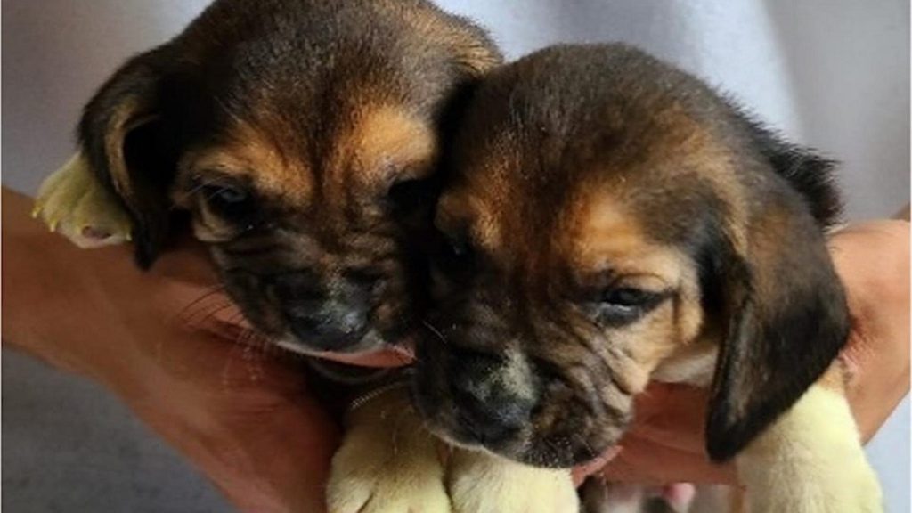 Beagles editados genéticamente han sido clonados a partir de células de la piel por primera vez.