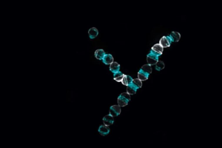 Un nuevo antibiótico puede matar incluso bacterias resistentes a los medicamentos 2 -
