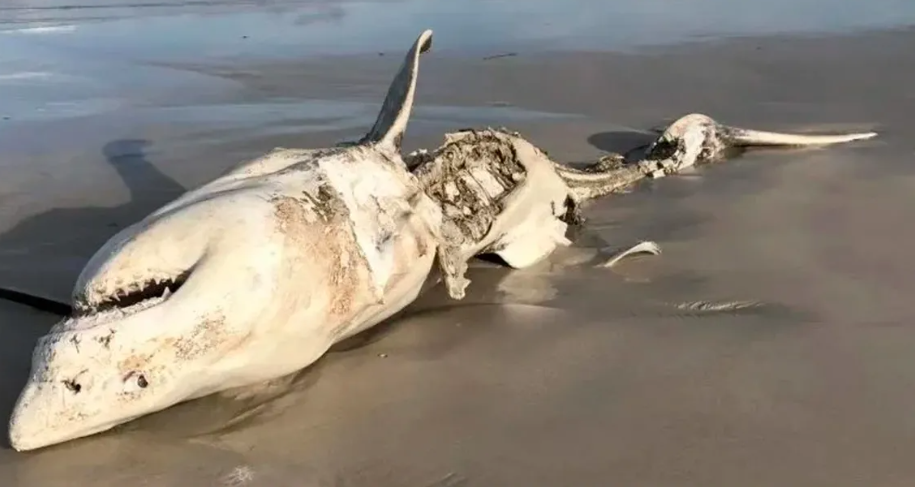 Dos orcas llevan cinco años matando tiburones y comiéndose sus hígados 1 tiburones - tiburones