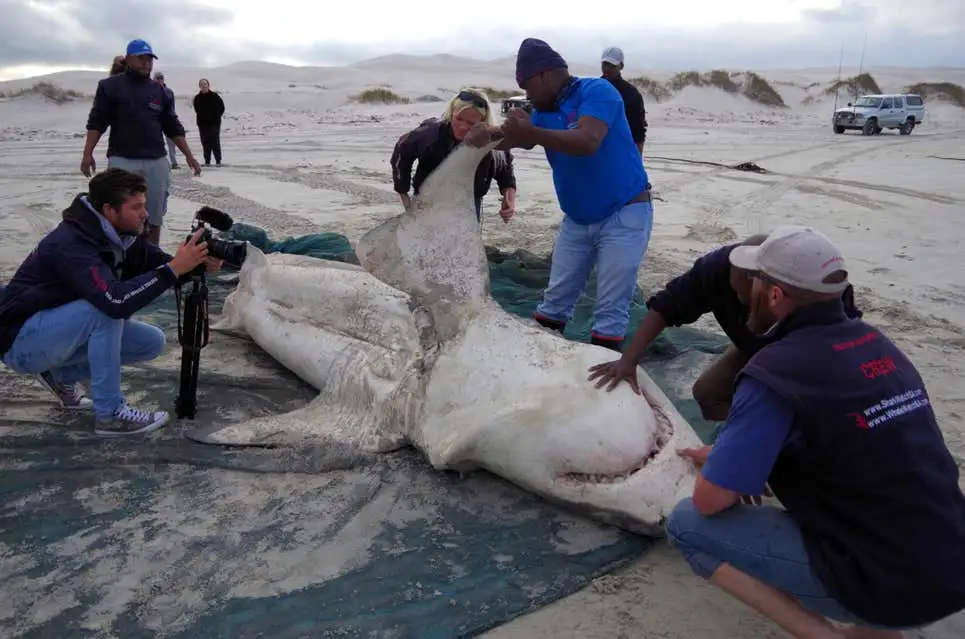 Dos orcas llevan cinco años matando tiburones y comiéndose sus hígados 3 tiburones - tiburones