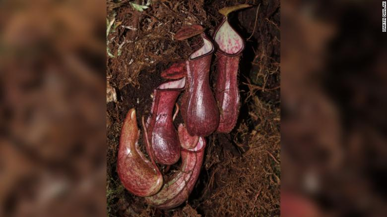 Video: Se descubre la primera planta subterránea carnívora de su clase atrapando y alimentándose de larvas, escarabajos y gusanos 1 planta - planta
