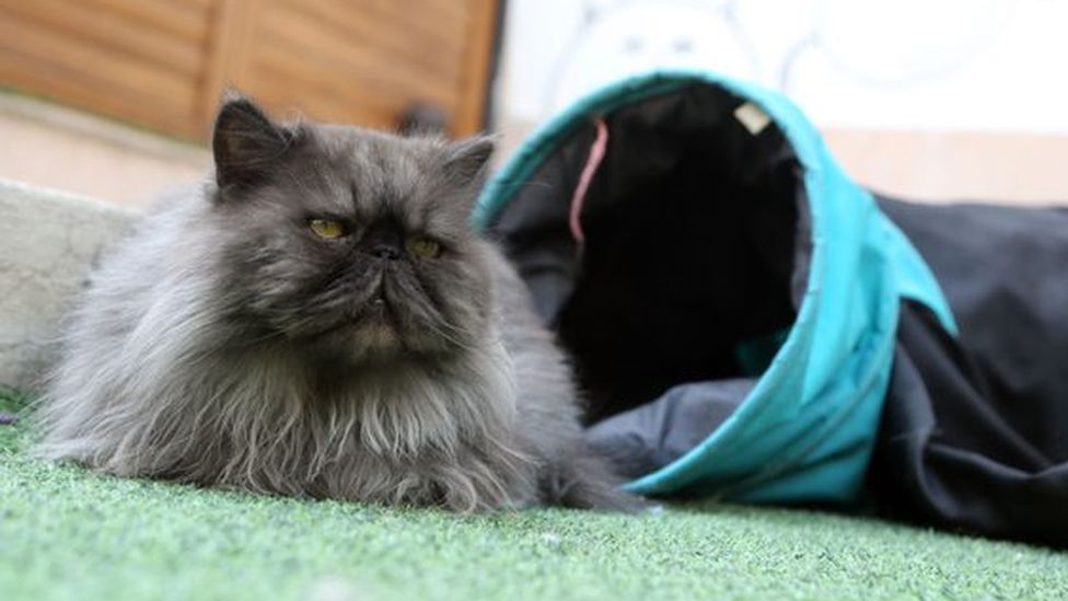 El país donde tener una mascota podría llevarte pronto a la cárcel 5 -