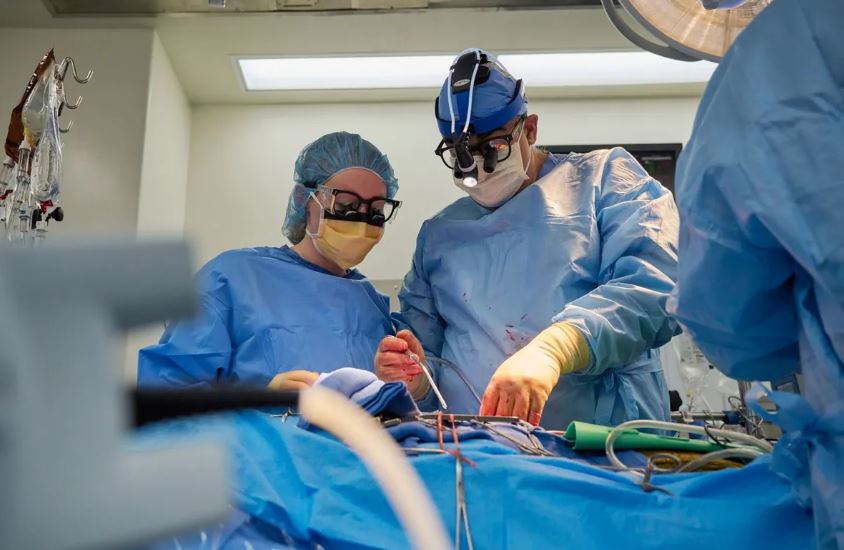 Trasplanta con éxito dos corazones de cerdo editados genéticamente a personas con muerte cerebral 2 -
