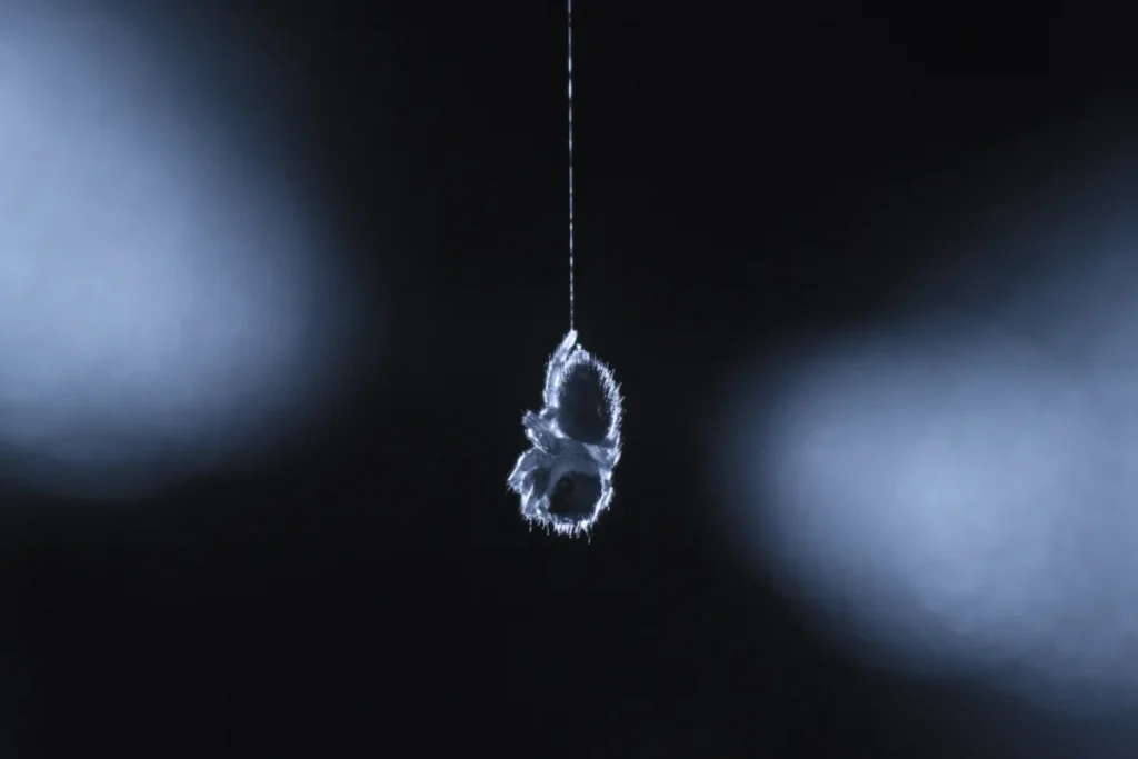 araña,sueño,REM - araña