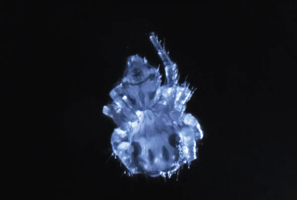 araña,sueño,REM - araña