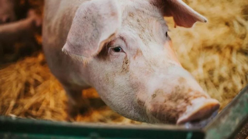 Científicos reviven células de cerdos con sangre artificial una hora después de la muerte.