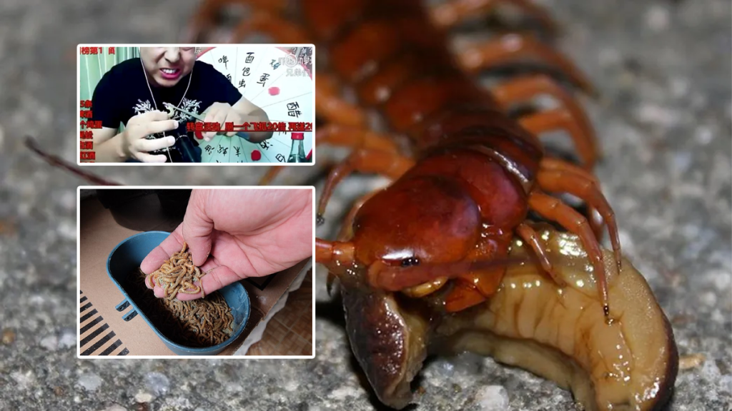 ruleta,vlogger,selección natural - ruleta