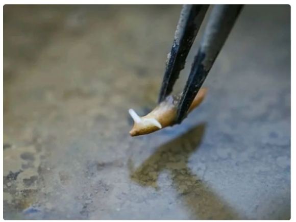 Astronautas chinos logran cultivar arroz con éxito en el espacio 3 -