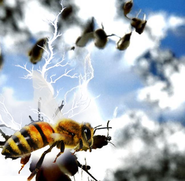 Un enjambre de abejas puede generar tanta carga eléctrica como una nube tormenta 2 -