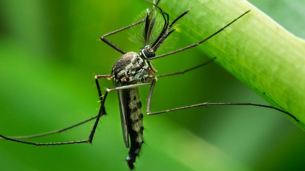 ¿Eres un imán de mosquitos? la forma en que hueles es la razón, según un nuevo estudio 1 -