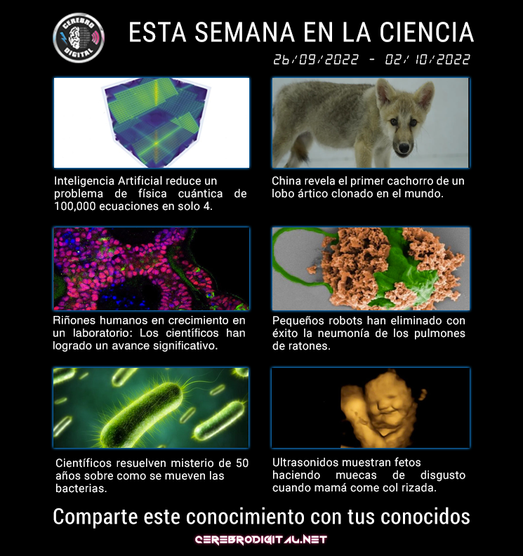 Esta semana en la ciencia del 26 de septiembre al 2 de octubre del 2022 1 semana en la ciencia,China,IA,riñones humanos,laboratori,ultrasonido - semana en la ciencia