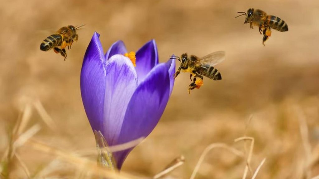 La esperanza de vida de las abejas melíferas es un 50% mas corta hoy que hace 50 años 1 -