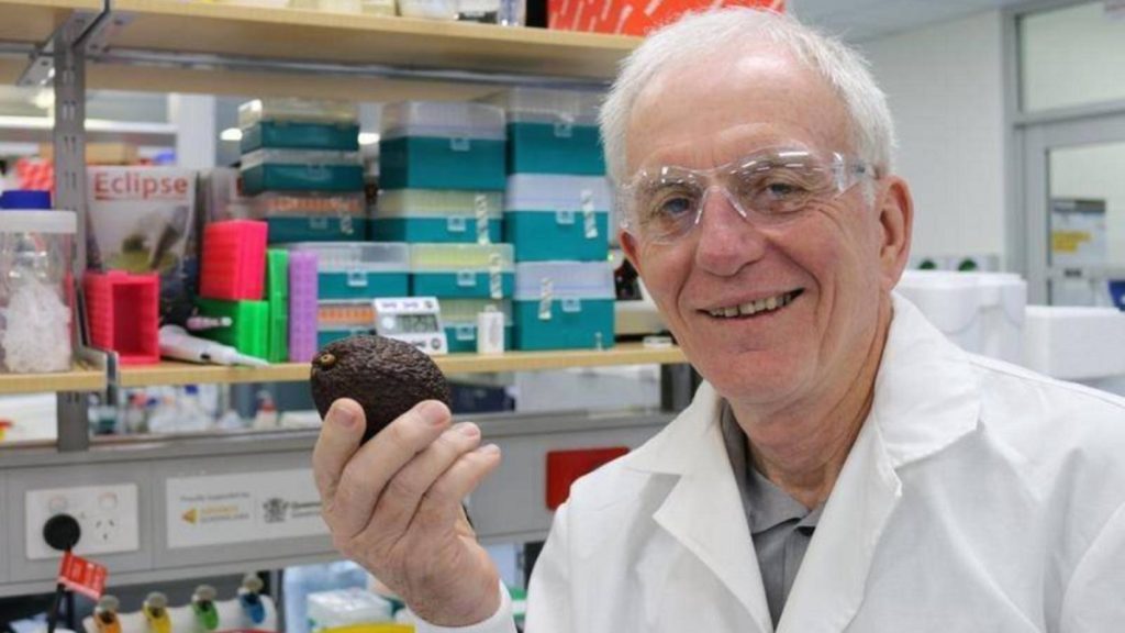 Investigadores mapean el genoma del aguacate Hass 1 -